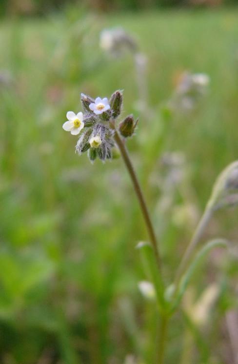 Pomněnka různobarvá pravá (Myosotis discolor), PP Kozének [TR], 12.5.2010, foto Josef Komárek