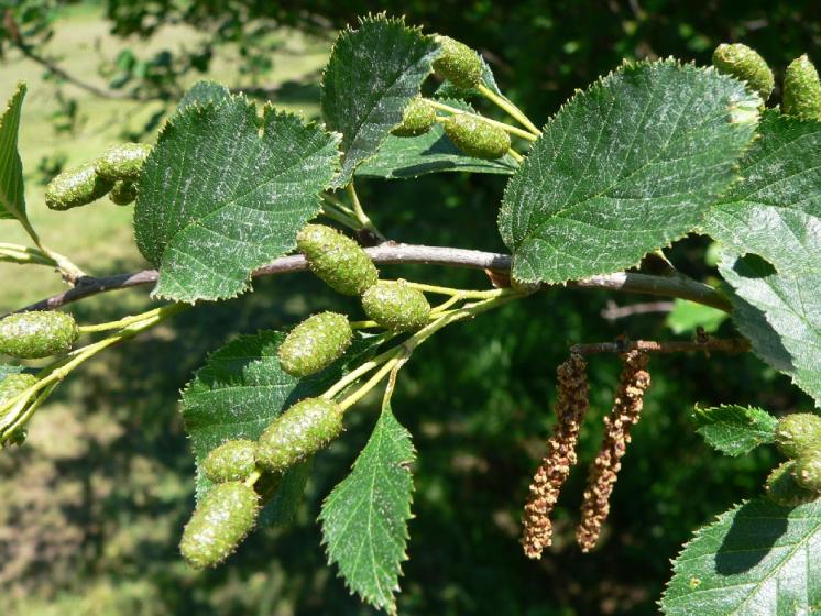 Olše zelená (Alnus alnobetula), Petrovice u Štoků [HB], 30.5.2011, foto Luděk Čech