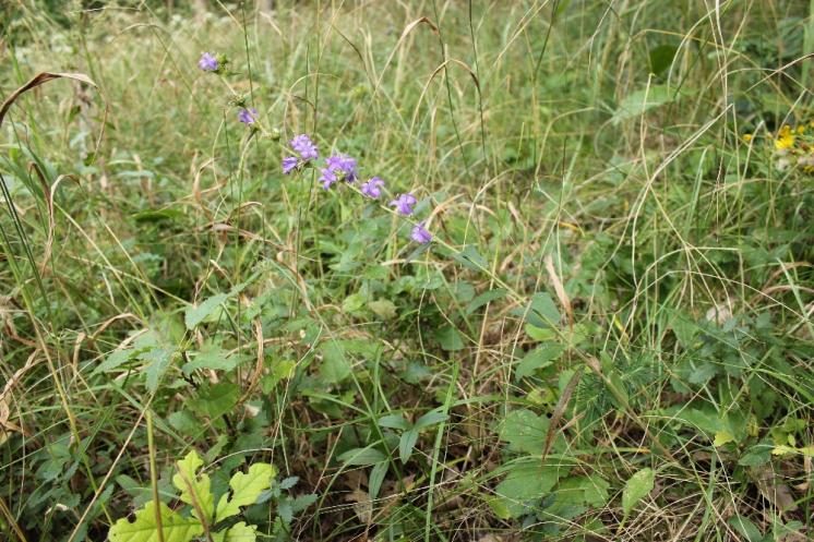 Zvonek klubkatý (Campanula glomerata), Šemíkovice, Knížecí seč [TR], 14.8.2016, foto Libor Ekrt