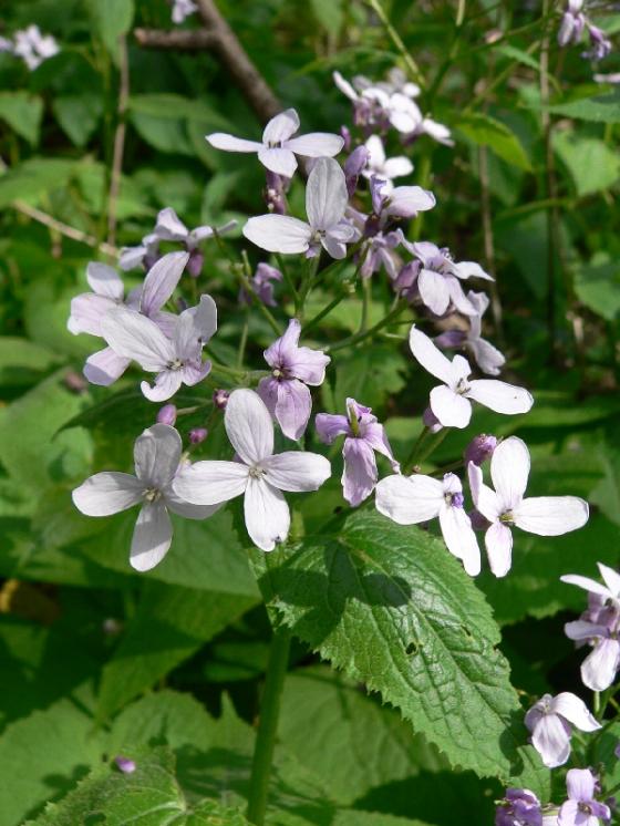 Měsíčnice vytrvalá (Lunaria rediviva), PP Peperek [ZR], 27.4.2014, foto Luděk Čech