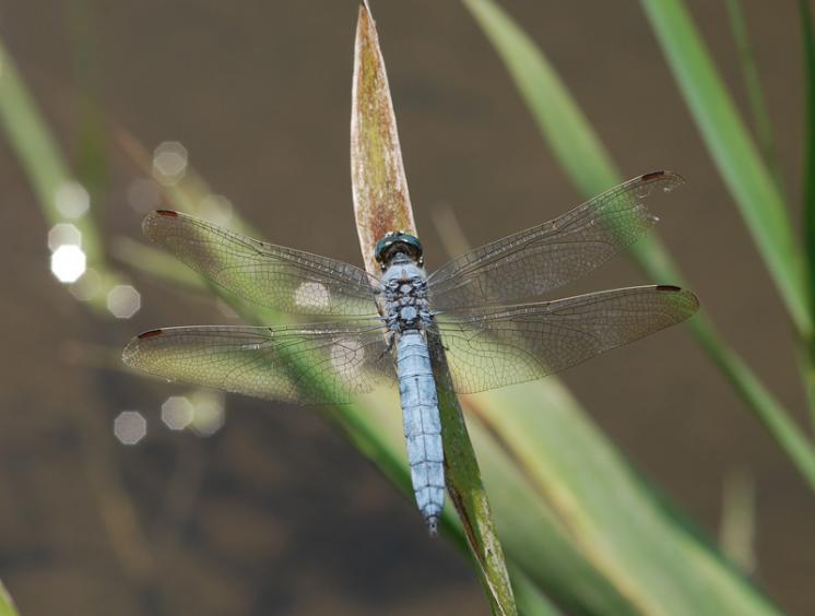 Vážka hnědoskvrnná (Orthetrum brunneum), Dlouhá Brtnice, foto Václav Křivan