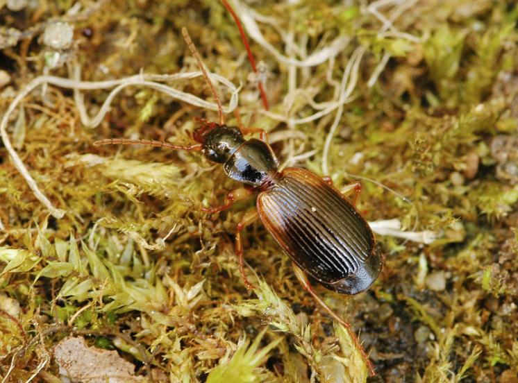 Střevlíček Cymindis cingulata, foto Václav Křivan