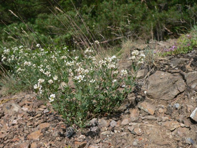 Bílojetel německý (Dorycnium germanicum), Mohelno, Za roklí [TR], 20.6.2006, foto Luděk Čech
