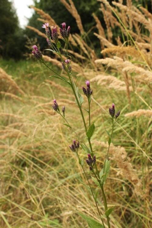 Srpice barvířská pravá (Serratula tinctoria), PR Údolí Oslavy a Chvojnice [TR], 13.8.2013, foto Libor Ekrt