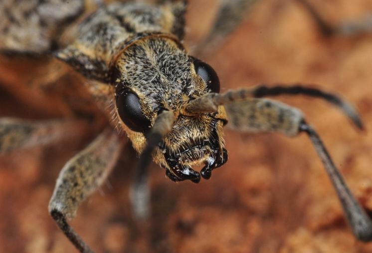 Tesařík korový (Rhagium inquisitor), Štěměchy, foto Václav Křivan