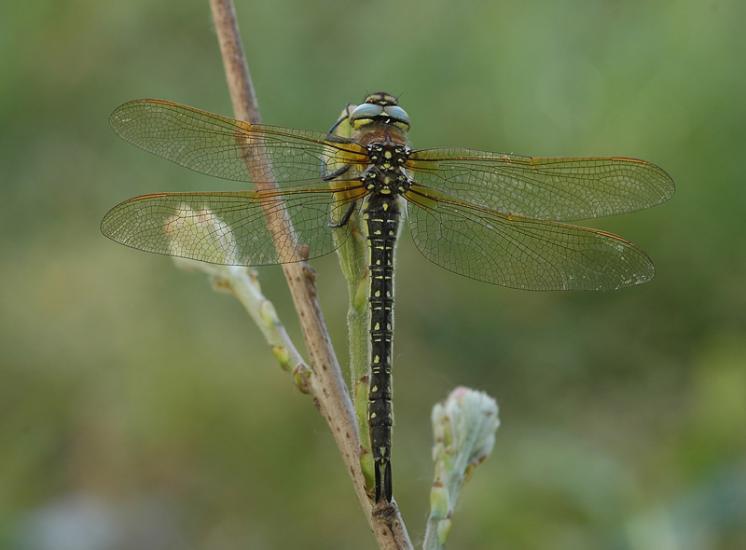 Šídlo luční (Brachytron pratense), foto Václav Křivan
