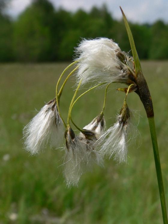 Suchopýr širolistý (Eriophorum latifolium), PR Řeka [HB], 6.6.2007, foto Luděk Čech