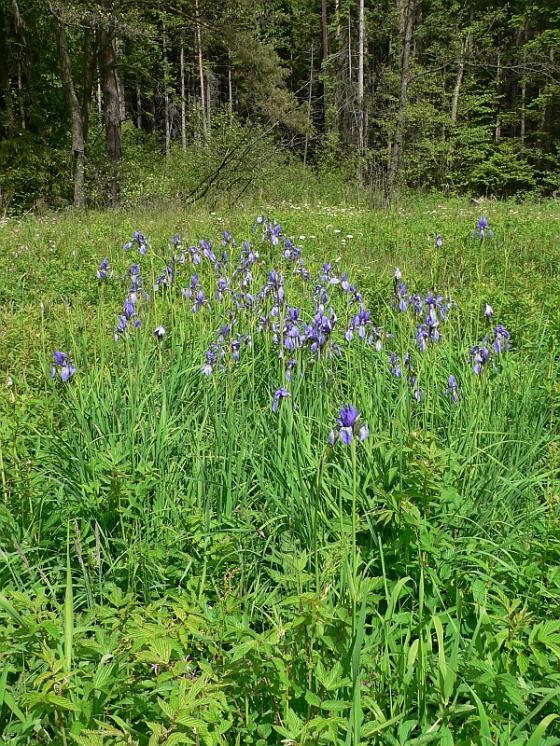 Kosatec sibiřský (Iris sibirica), PP Pod Kazbalem [HB], 29.5.2011, foto Luděk Čech