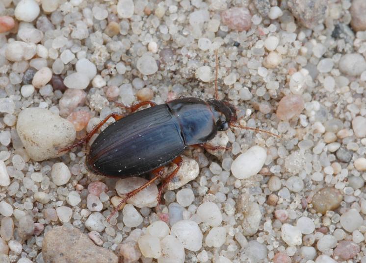 Střevlíček Harpalus autumnalis, foto Václav Křivan
