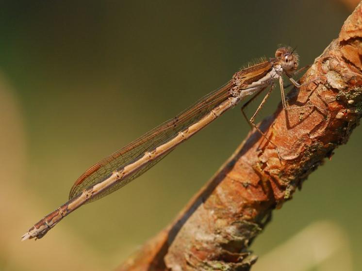 Šídlatka hnědá (Sympecma fusca), PP Ptáčovské rybníky, Ptáčov, foto Václav Křivan