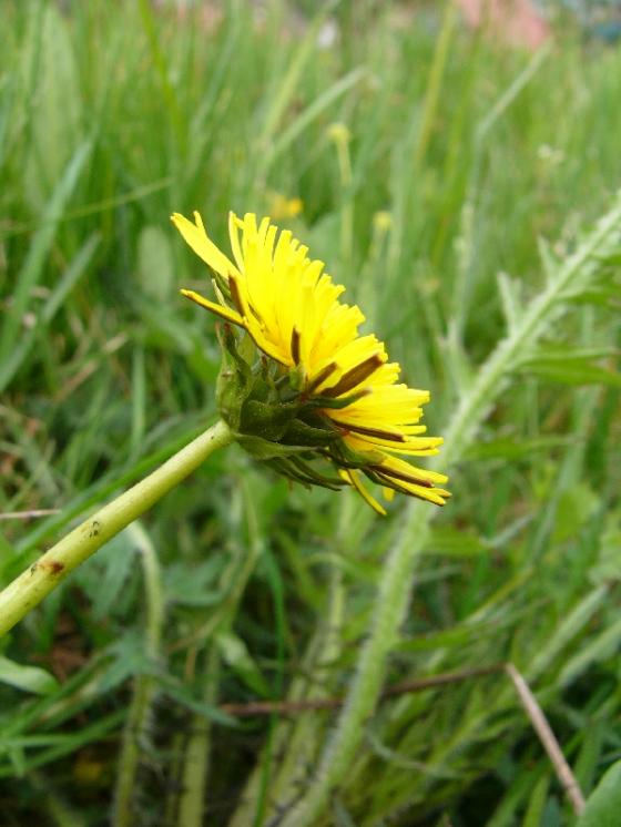 Pampeliška Nordstedtova (Taraxacum nordstedtii), Radostovice [HB], 11.5.2009, foto Josef Komárek