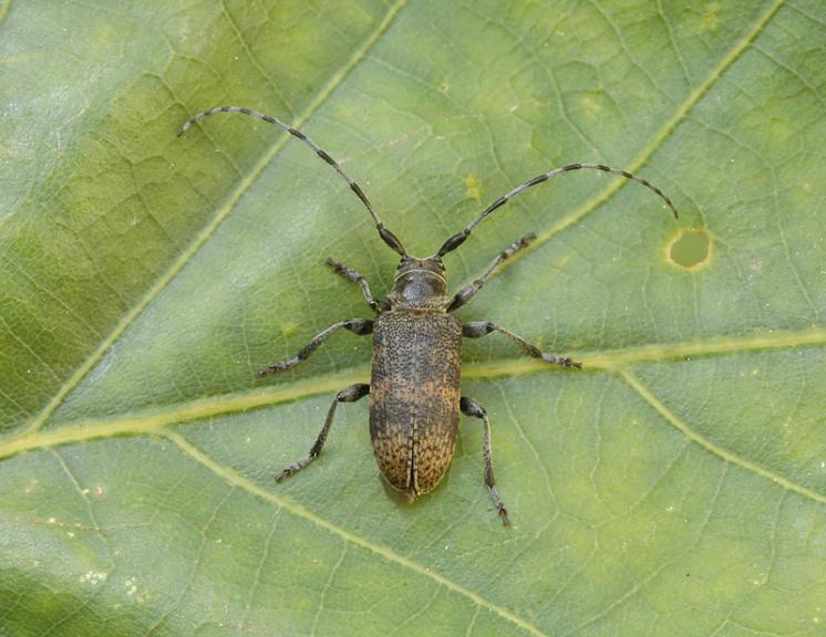 Kozlíček Oplosia fennica, Třebíč, foto Václav Křivan