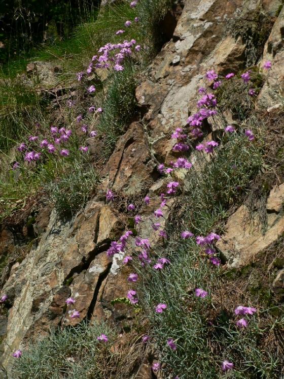 Hvozdík moravský (Dianthus moravicus), PR Suché skály [TR], 15.6.2006, foto Luděk Čech
