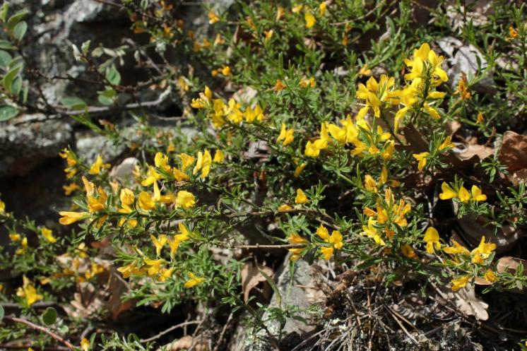 Kručinka chlupatá (Genista pilosa), Plešice, Staré Duby [TR], 12.5.2015, foto Libor Ekrt