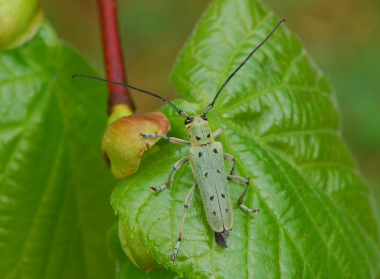 Kozlíček Saperda octopunctata, Moravské Budějovice, foto Václav Křivan
