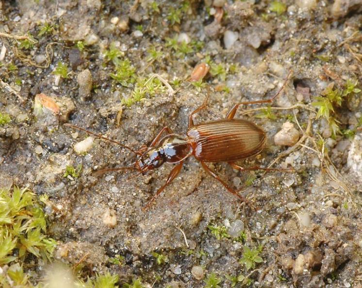 Střevlíček Platynus livens, foto Václav Křivan