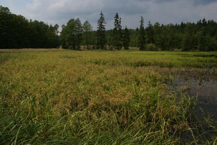 Skřípina kořenující (Scirpus radicans), Stonařov [JI], 13.7.2006, foto Libor Ekrt