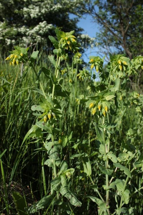 Voskovka menší (Cerinthe minor), Krasonice [JI], 28.5.2015, foto Libor Ekrt