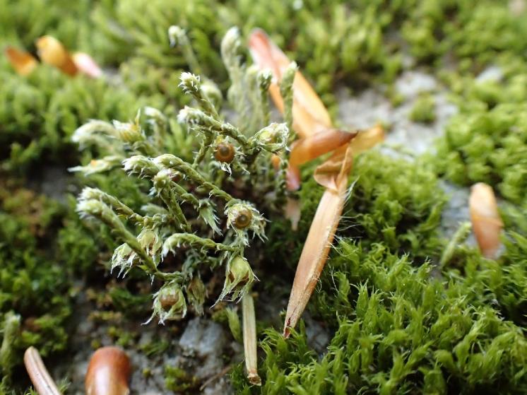 Těhovec bezžebrý (Hedwigia cilata), PR Mrhatina, 29.4.2015, foto Svatava Kubešová