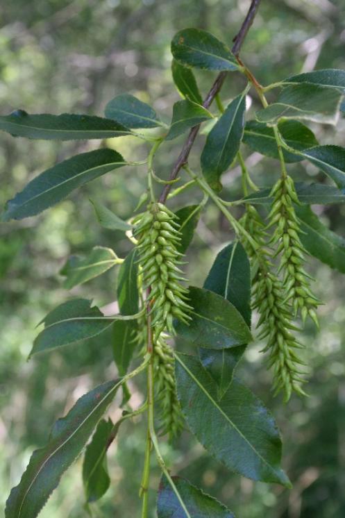 Vrba pětimužná (Salix pentandra), Kalhov [JI], 8.7.2007, foto Libor Ekrt