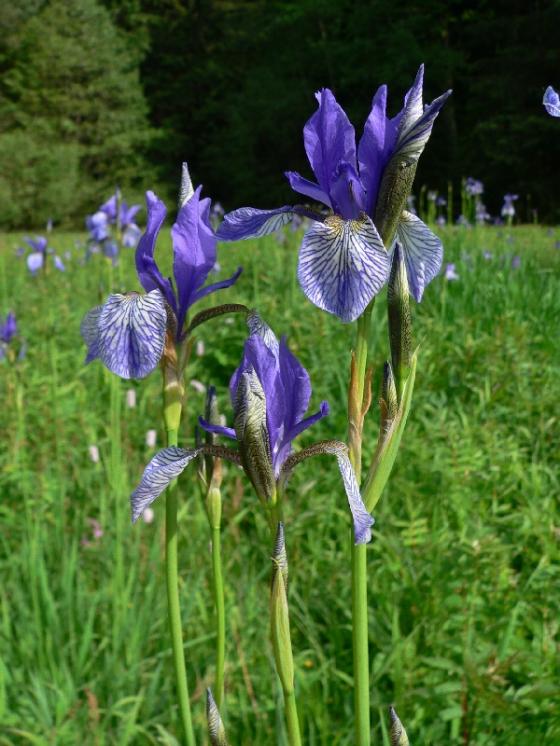 Kosatec sibiřský (Iris sibirica), PP Pod Kazbalem [HB], 29.5.2011, foto Luděk Čech