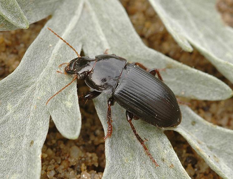 Střevlíček Harpalus modestus, foto Václav Křivan