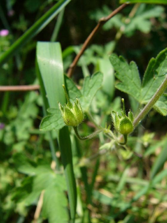Kakost rozkladitý (Geranium divaricatum), Náměšť nad Oslavou [TR], 14.6.2012, foto Josef Komárek