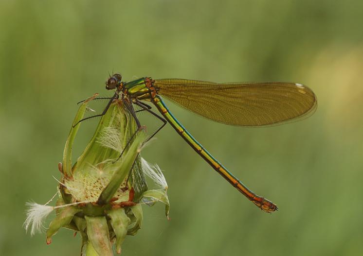 Motýlice obecná (Calopteryx virgo), Radonín, foto Václav Křivan