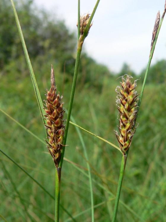 Ostřice plstnatoplodá (Carex lasiocarpa), Horní Vilímeč [PE], 28.6.2006, foto Luděk Čech