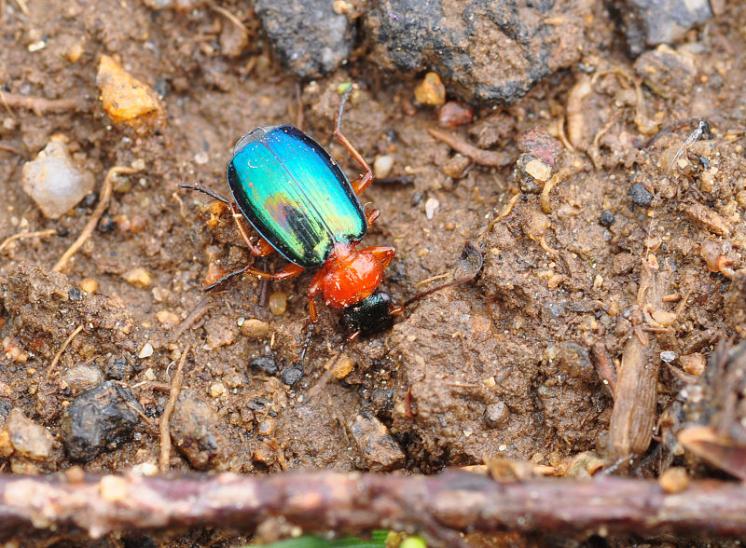 Střevlíček Lebia chlorocephala, foto Václav Křivan