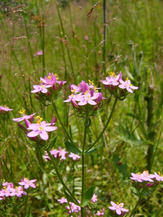 Zeměžluč okolíkatá pravá (Centaurium erythraea), Šachotín [HB], 10.7.2013, foto Josef Komárek