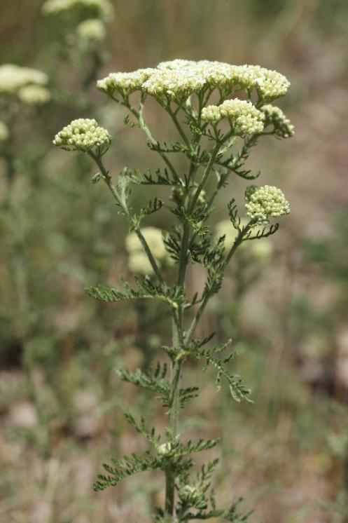 Řebříček sličný (Achillea nobilis), Šemíkovice, údolí řeky Rokytné, lokalita Knížecí seč [TR], 18.6.2016, foto Libor Ekrt