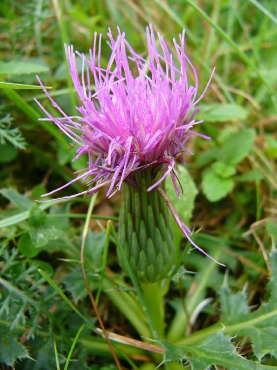 Pcháč bezlodyžný pravý (Cirsium acaulon), Číchov, PP Jalovec [TR], 11.9.2013, foto Josef Komárek
