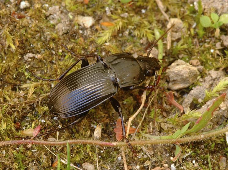 Střevlíček Abax parallelepipedus, foto Václav Křivan