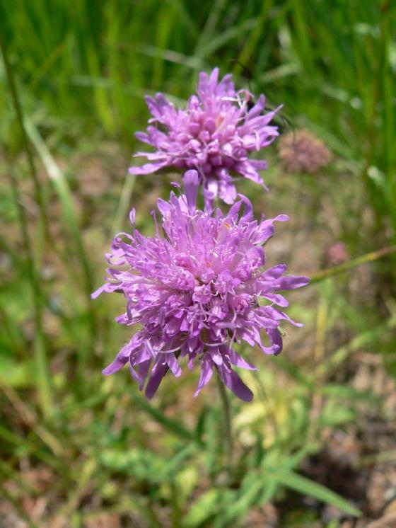 Chrastavec rolní hadcový (Knautia arvensis subsp. serpentinicola), PR Ranská jezírka [HB], 25.6.2008, foto Luděk Čech