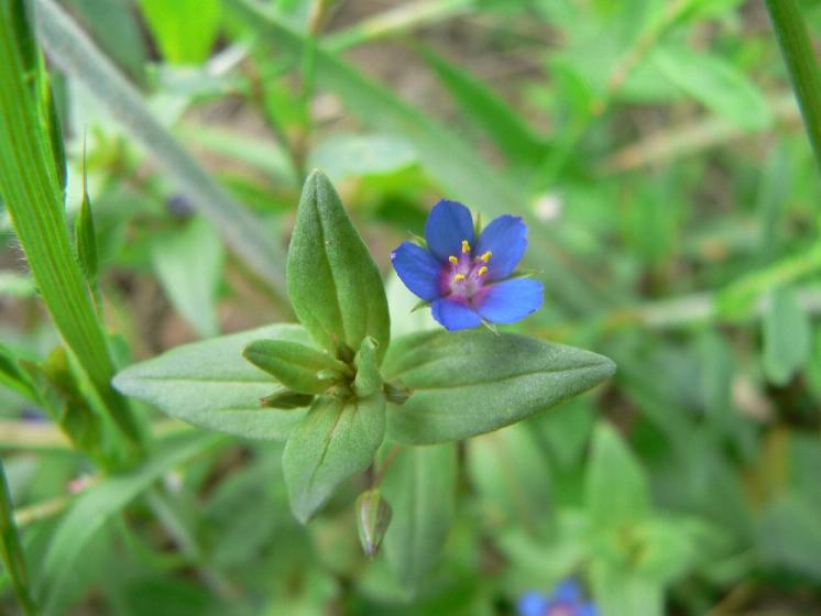 Drchnička modrá (Anagallis foemina), Mohelno [TR], 18.6.2008, foto Luděk Čech
