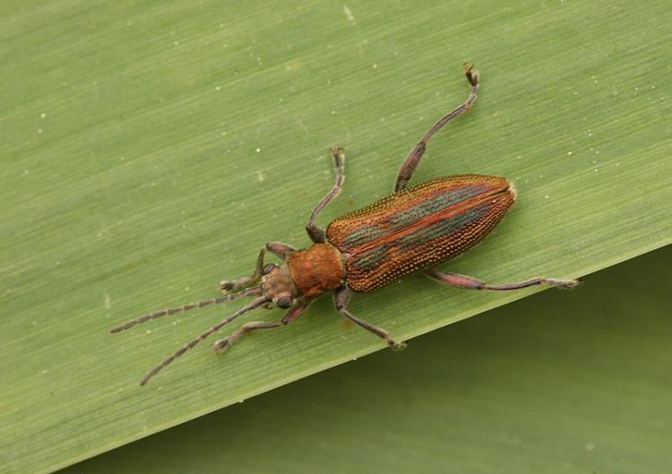 Rákosníček Donacia vulgaris, Šamonín, Brtnice, foto Václav Křivan
