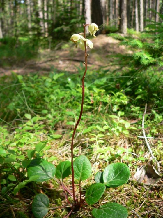 Hruštička zelenokvětá (Pyrola chlorantha), Kostelní Myslová [JI], 22.6.2010, foto Luděk Čech