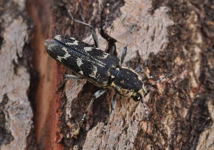 Tesařík Xylotrechus rusticus, Šebkovice, foto Václav Křivan