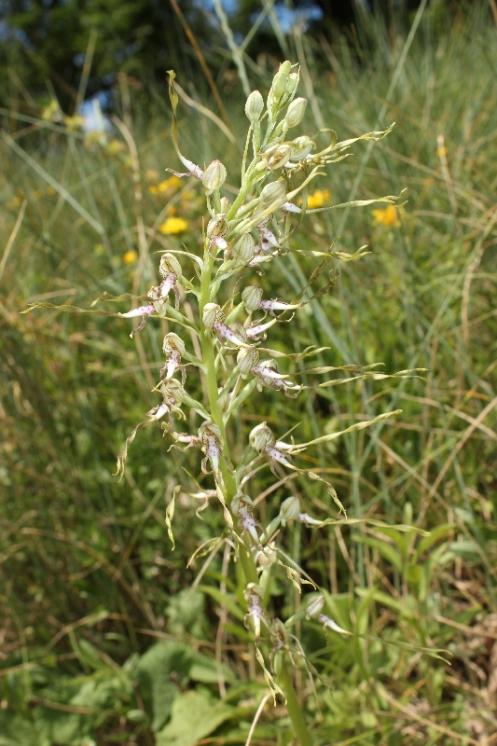 Jazýček jadranský (Himantoglossum adriaticum), Šemíkovice, údolí Rokytné, Knížecí seč [TR], 18.6.2016, foto Libor Ekrt