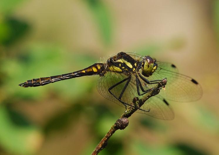 Vážka tmavá (Sympetrum danae), Vortová, foto Václav Křivan