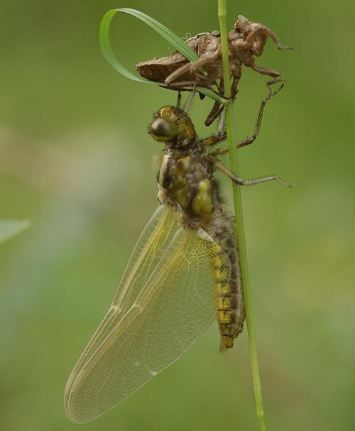 Vážka ploská (Libellula depressa), Radonín, foto Václav Křivan