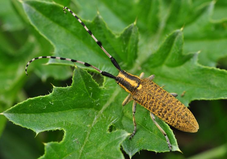 Kozlíček Agapanthia dahli, Vladislav, foto Václav Křivan