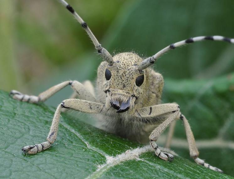 Kozlíček Saperda similis, foto Václav Křivan