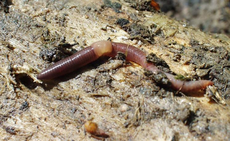 Žížala Dendrobaena octaedra, foto Václav Pižl