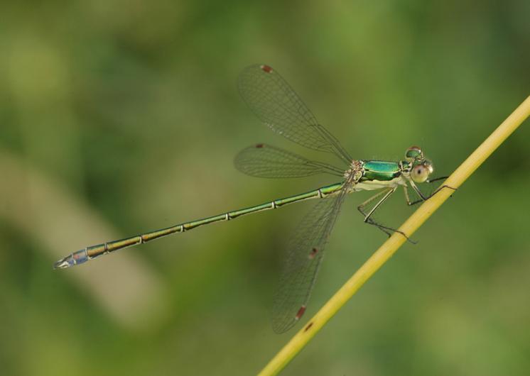 Šídlatka zelená (Lestes virens), Mohelno, foto Václav Křivan