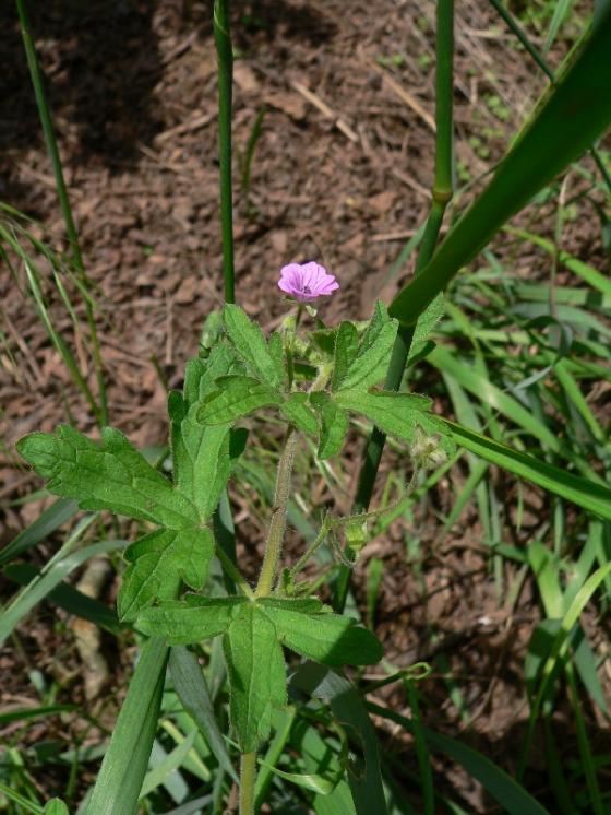 Kakost rozkladitý (Geranium divaricatum), Náměšť nad Oslavou [TR], 14.6.2012, foto Luděk Čech