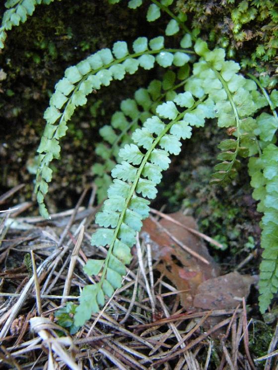 Sleziník zelený (Asplenium viride), Radňoves [ZR], 5.3.2013, foto Josef Komárek