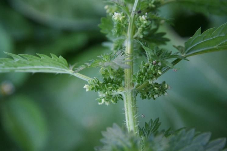 Kopřiva žahavka (Urtica urens), Telč [JI], 13.9.2006, foto Libor Ekrt
