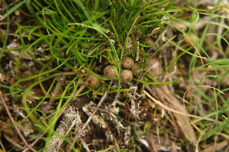 Míčovka kulkonosná (Pilularia globulifera), NPP Zhejral, rybník Karhov [JH], 25.8.2007, foto Libor Ekrt